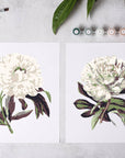 Peony Blossoms Paint-By-Numbers kit