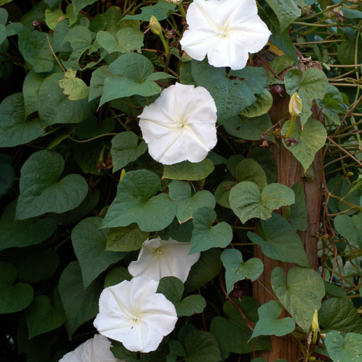 Moonflower Garden + Gift Seed Packet