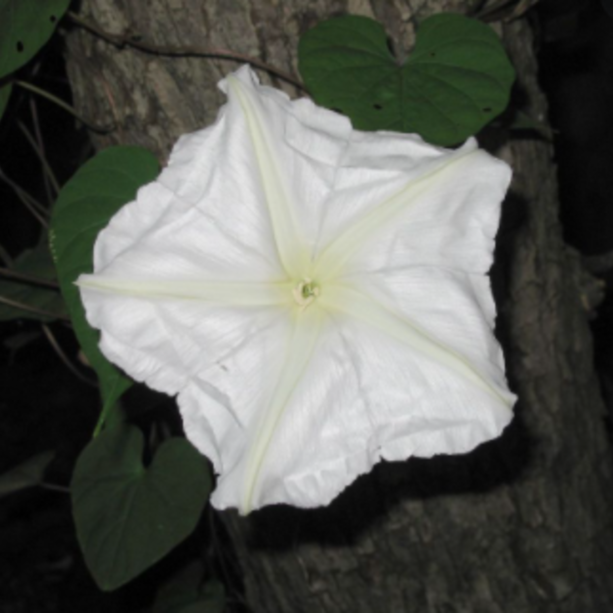 Moonflower Garden + Gift Seed Packet