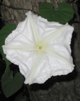 Moonflower Garden + Gift Seed Packet