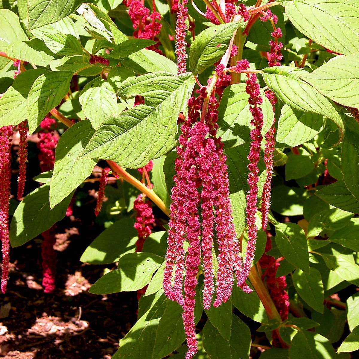 Love Lies Bleeding Tarot Garden + Gift Seed Packet