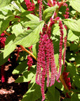 Love Lies Bleeding Tarot Garden + Gift Seed Packet